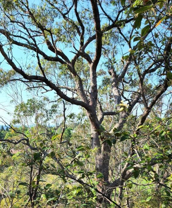 The Black Cockatoo - Secret Garden Treetops Home คาทุมบา ภายนอก รูปภาพ